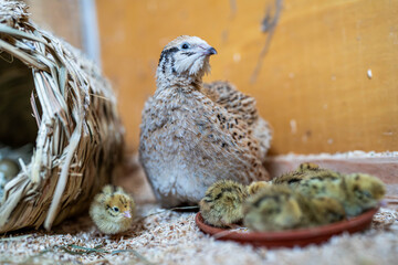 Eine Wachtel mit ihren Küken aus einer Naturbrut schaut in die Kamera