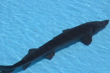 Fototapeta premium Sturgeon in Taean South Korea