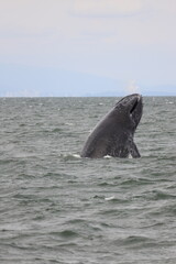 Humpback breaching in the sea off Vancouver