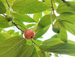 Muntingia calabura or Singapore Cherry fruit still on tree, low angle view 