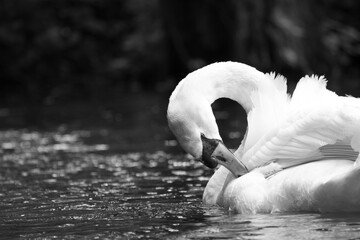 Swan on the water