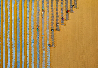 Bogura, Bangladesh - 18 February 2020: Aerial view of golden fields juxtaposed with silver canals, where tiny figures toil under the vast, open sky, creating a mesmerizing geometric tapestry.