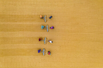 Bogura, Bangladesh - 24 December 2018: Aerial view of farmers working in the expansive golden fields, their vibrant clothing a stark contrast against the earthy tones.