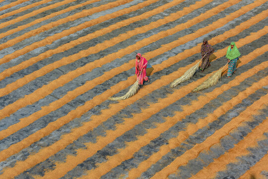Bogura, Bangladesh - 24 December 2018: Aerial view of women working in striped fields, their vibrant clothing contrasting with the earth tones of the land.