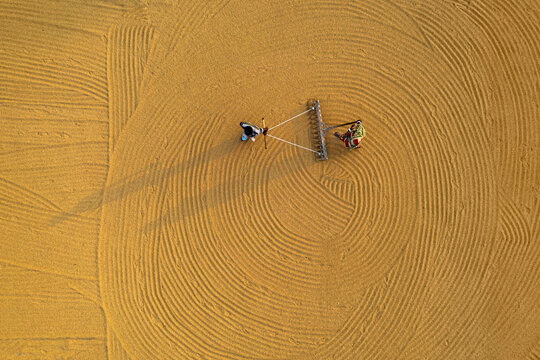Bogura, Bangladesh - 24 December 2018: Aerial view of golden fields where farmers meticulously rake the land in circular patterns, creating a textured canvas of light and shadow.
