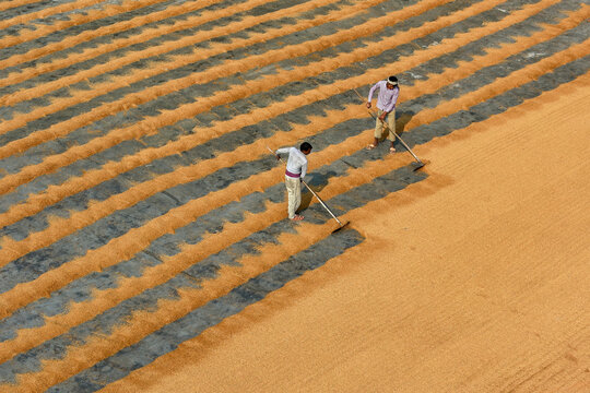 Bogura, Bangladesh - 23 January 2017: Aerial view of farmers meticulously raking golden grains across expansive fields, creating a textured tapestry under the sun's warm glow.
