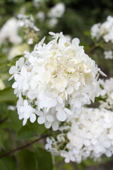 white flowers of apple