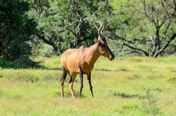 Fototapeta premium Red Hartebeest in Mountain Zebra National Park