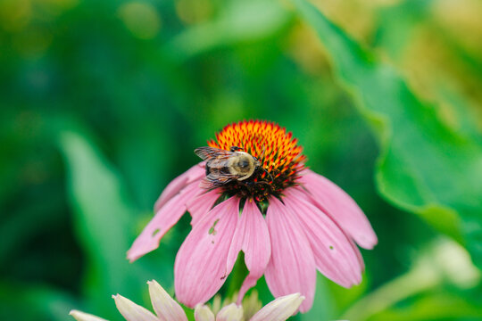 A bee pollinates a pink coneflower in a garden setting.