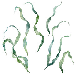 Watercolor seaweed laminaria set. Underwater plant illustration isolated on white background. For design, prints, fabric or background. © yuliya_derbisheva