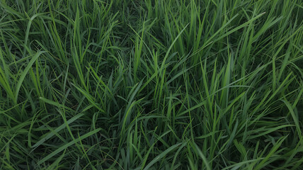Obraz premium Dense green grass blades fill the frame. 