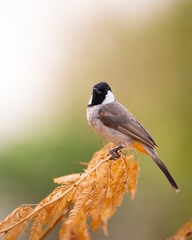 White Eared Bulbul (Pycnonotus Leucotis) bird sitting on the tree branch, close up view with blurred background