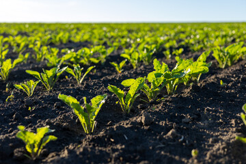 Rows of green leafy plants emerge from rich dark soil under a clear sky, indicating healthy growth in the morning light