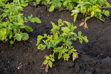 Green potato plants thrive in rich soil, reaching towards the sun in a well-tended garden during spring