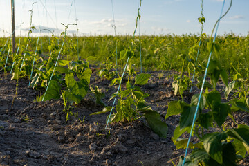 Young bean plants are secured with strings, thriving in fertile soil under a bright afternoon sky on a rural farmland
