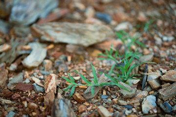 nature, leaf, autumn, plant, green, forest, tree, leaves, grass, spring, flower, season, fall, brown, natural, macro, wood, yellow, dry, snowdrop, water, texture, growth, new, life, seedling, sprout, 