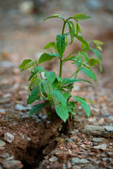 nature, leaf, autumn, plant, green, forest, tree, leaves, grass, spring, flower, season, fall, brown, natural, macro, wood, yellow, dry, snowdrop, water, texture, growth, new, life, seedling, sprout, 