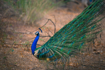 Obraz premium Peacock with feathers out, dancing in the forest