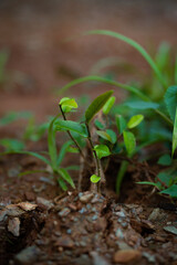 nature, leaf, autumn, plant, green, forest, tree, leaves, grass, spring, flower, season, fall, brown, natural, macro, wood, yellow, dry, snowdrop, water, texture, growth, new, life, seedling, sprout, 