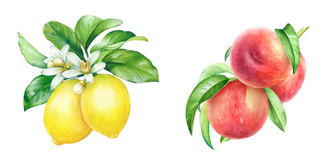 Collection of watercolor hand drawn lemon and peach tree branches with green leaves