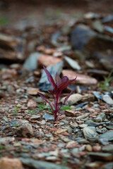 nature, leaf, autumn, plant, green, forest, tree, leaves, grass, spring, flower, season, fall, brown, natural, macro, wood, yellow, dry, snowdrop, water, texture, growth, new, life, seedling, sprout, 