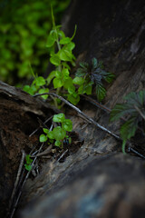 nature, leaf, autumn, plant, green, forest, tree, leaves, grass, spring, flower, season, fall, brown, natural, macro, wood, yellow, dry, snowdrop, water, texture, growth, new, life, seedling, sprout, 
