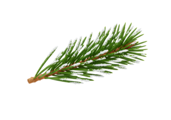 Isolated Frosty Pine Branch with Snow Crystals