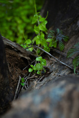 nature, leaf, autumn, plant, green, forest, tree, leaves, grass, spring, flower, season, fall, brown, natural, macro, wood, yellow, dry, snowdrop, water, texture, growth, new, life, seedling, sprout, 