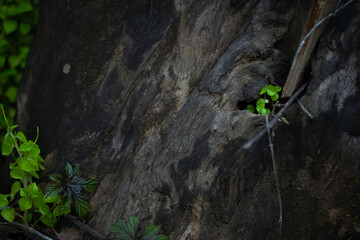 nature, leaf, autumn, plant, green, forest, tree, leaves, grass, spring, flower, season, fall, brown, natural, macro, wood, yellow, dry, snowdrop, water, texture, growth, new, life, seedling, sprout, 
