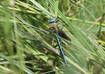 Große Königslibelle - Blue Emperor