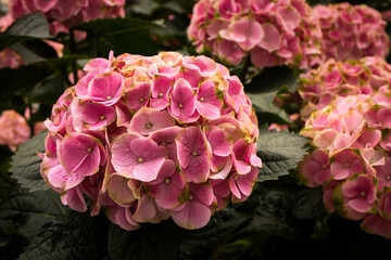 Pink flowers of hydrangea closeup.  Vibrant pink hydrangea flowers in full bloom in the  summer garden.