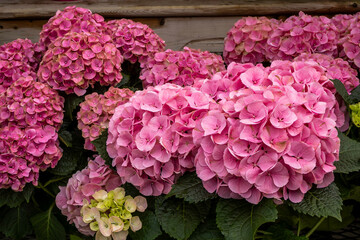 Pink flowers of hydrangea closeup.  Vibrant pink hydrangea flowers in full bloom in the  summer garden.