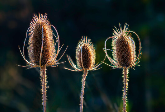 Backlit dried teasels glowing in golden light against a dark, blurred background. A striking, minimalist nature shot capturing texture, contrast, and autumn mood