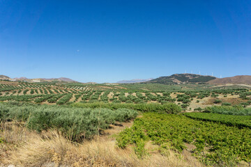 Rural landscape of inland Crete. Olive groves and vineyards in the Cretan hills