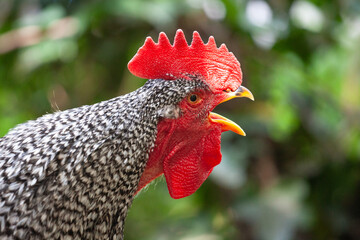 Krähender Hahn im Profil mit leuchtendem Kamm © PeeJee