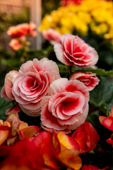 Pretty bunch of pink roses in the garden. 