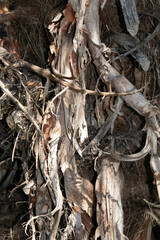 Close up of rough wood tree trunk texture with branches intwined