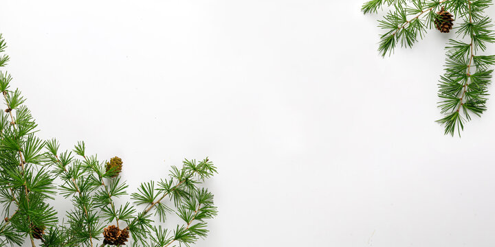 White background with branches, twigs of larch with cone. Banner, top view. Copy space. Larix decidua (European larch) tree.