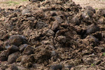Close up of large animal dung poo raked up for manure