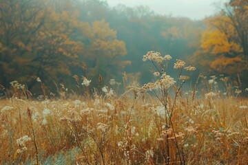 Meadow land vegetation outdoors.