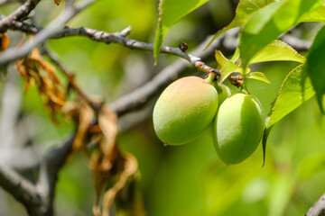 梅の木に実る若い青梅のクローズアップ