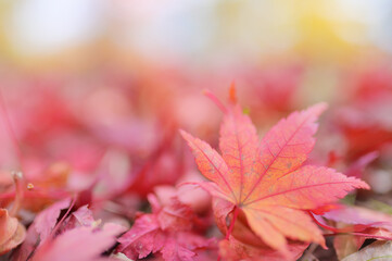 紅葉の絨毯に映える一枚の葉