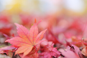 紅葉の絨毯に映える一枚の葉