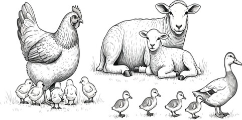 Obraz premium Farm animals pencil sketch illustration set. Features hen with chicks, sheep with lamb, and duck with ducklings. Detailed hand-drawn wildlife art for rural agriculture projects.