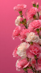 Fototapeta premium A vertical arrangement of blooming pink and white carnations with delicate petals and green stems, isolated against a solid pastel pink background . There is space for text