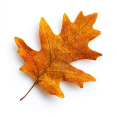 Obraz premium An Autump Oak leaf vibrant plant oak.