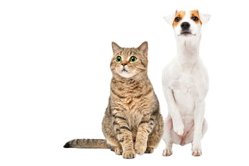 Curious cat Scottish Straight and Parson Russell Terrier dog sitting together with a raised paw isolated on a white background