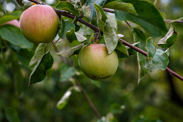 Apples on tree branches in the orchard — close-up of fruit among green foliage in late summer