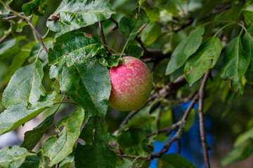 Apples on tree branches in the orchard — close-up of fruit among green foliage in late summer