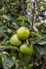 Apples on tree branches in the orchard — close-up of fruit among green foliage in late summer